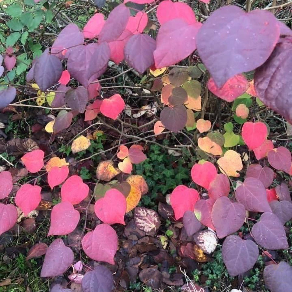 Disanthus cercidifolius 2