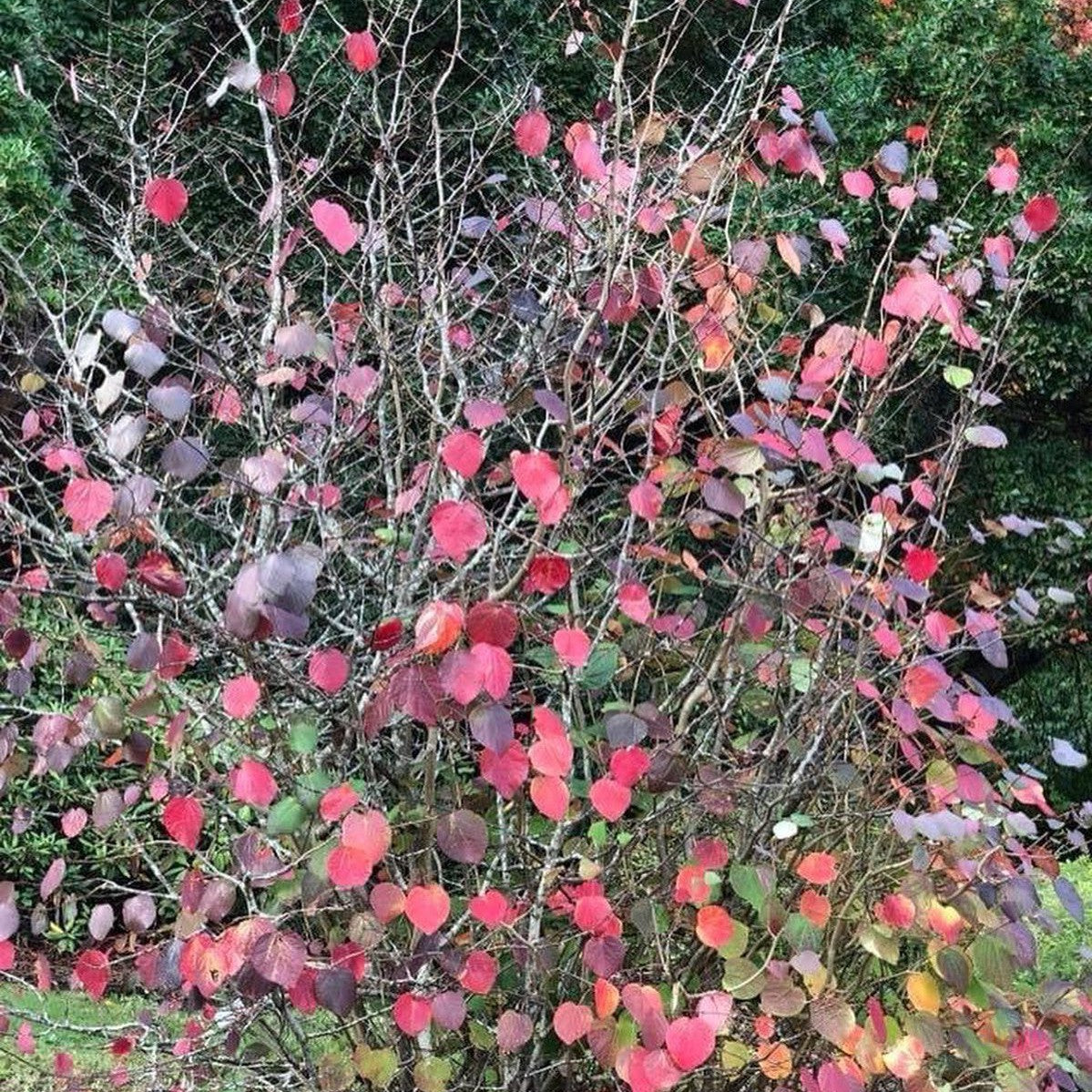 Disanthus cercidifolius 4