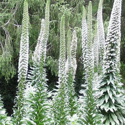 Echium simplex 1