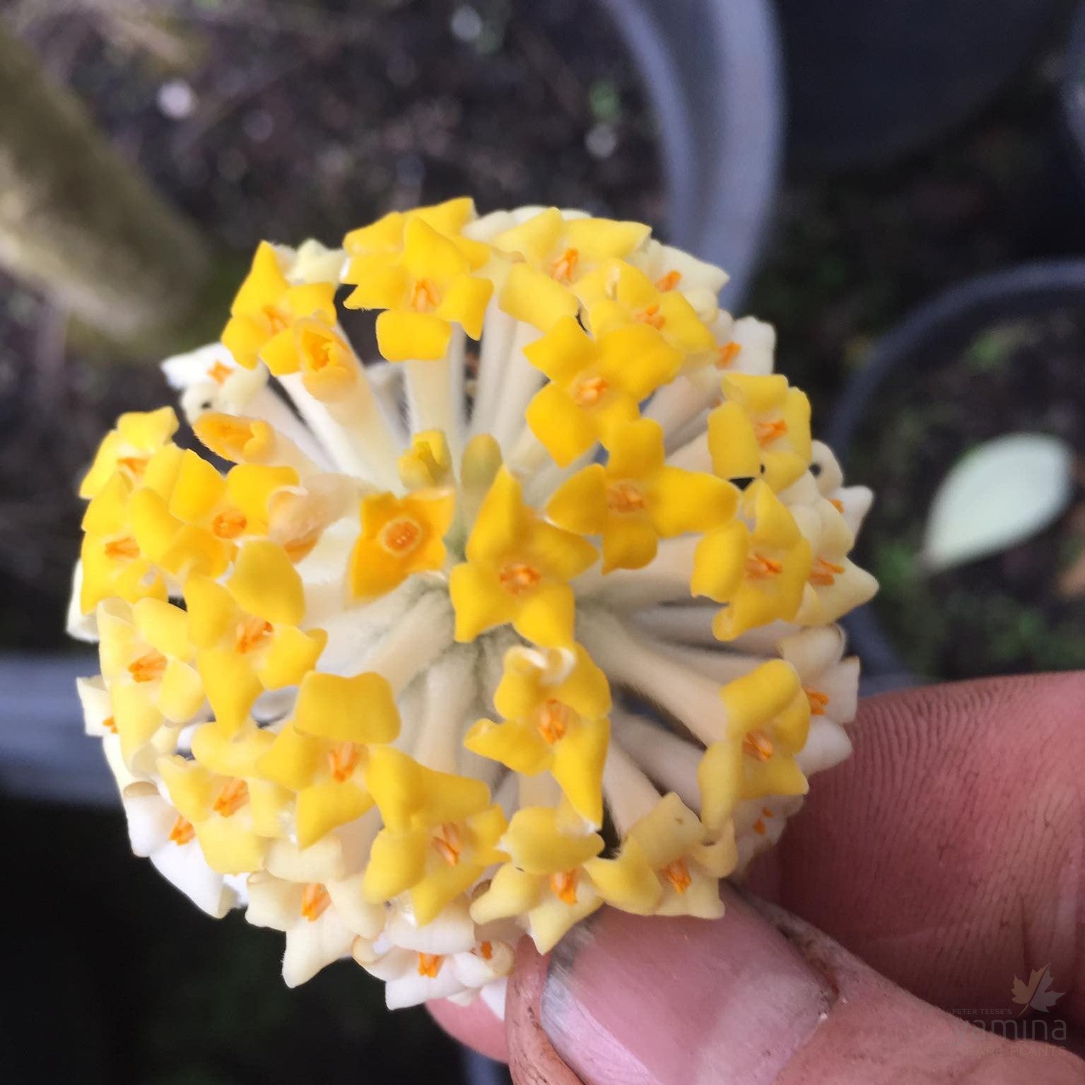 Edgeworthia chrysantha Grandiflora 1