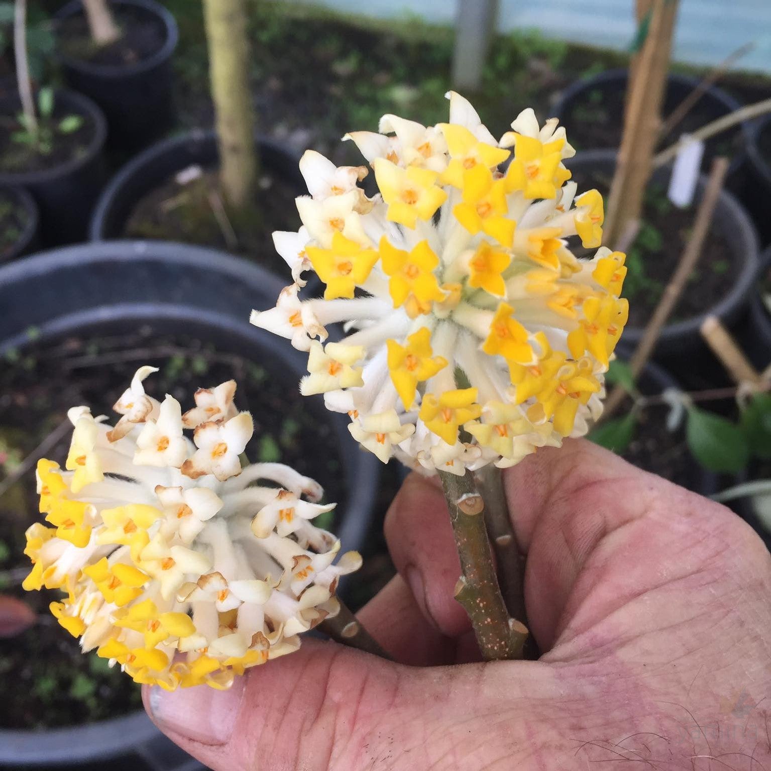 Edgeworthia chrysantha Grandiflora 2