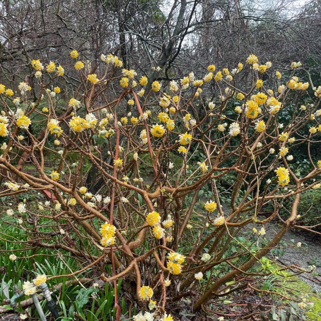 Edgeworthia chrysantha Grandiflora 3