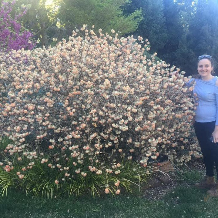 Edgeworthia chrysantha Red Dragon 3