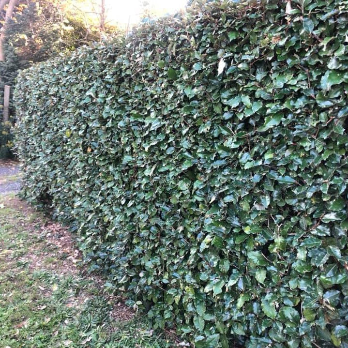 Elaeagnus x ebbingei