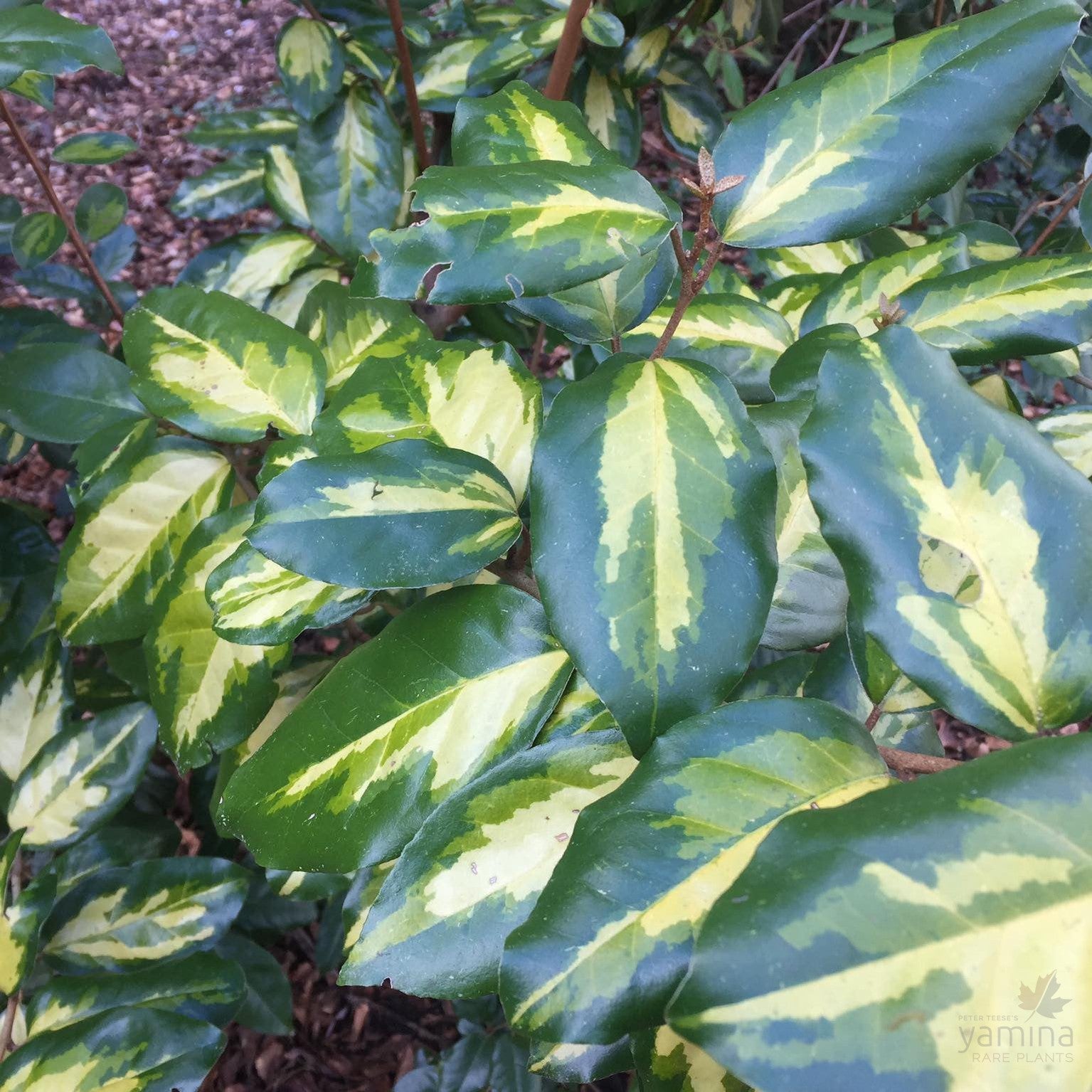 Elaeagnus x ebbingei Limelight 2