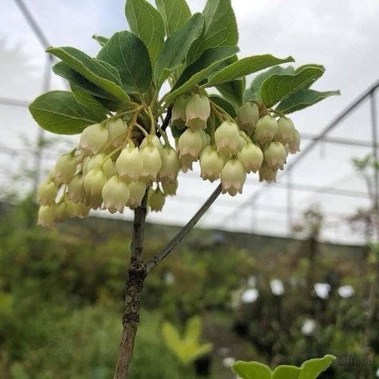 Enkianthus campanulatus Alba 1