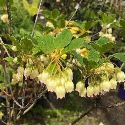 Enkianthus campanulatus Alba 2