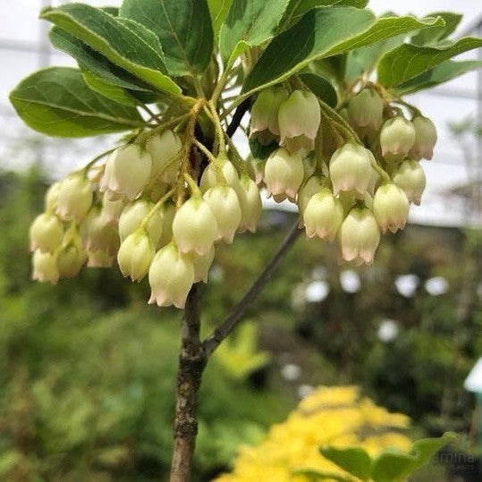 Enkianthus campanulatus Alba 3