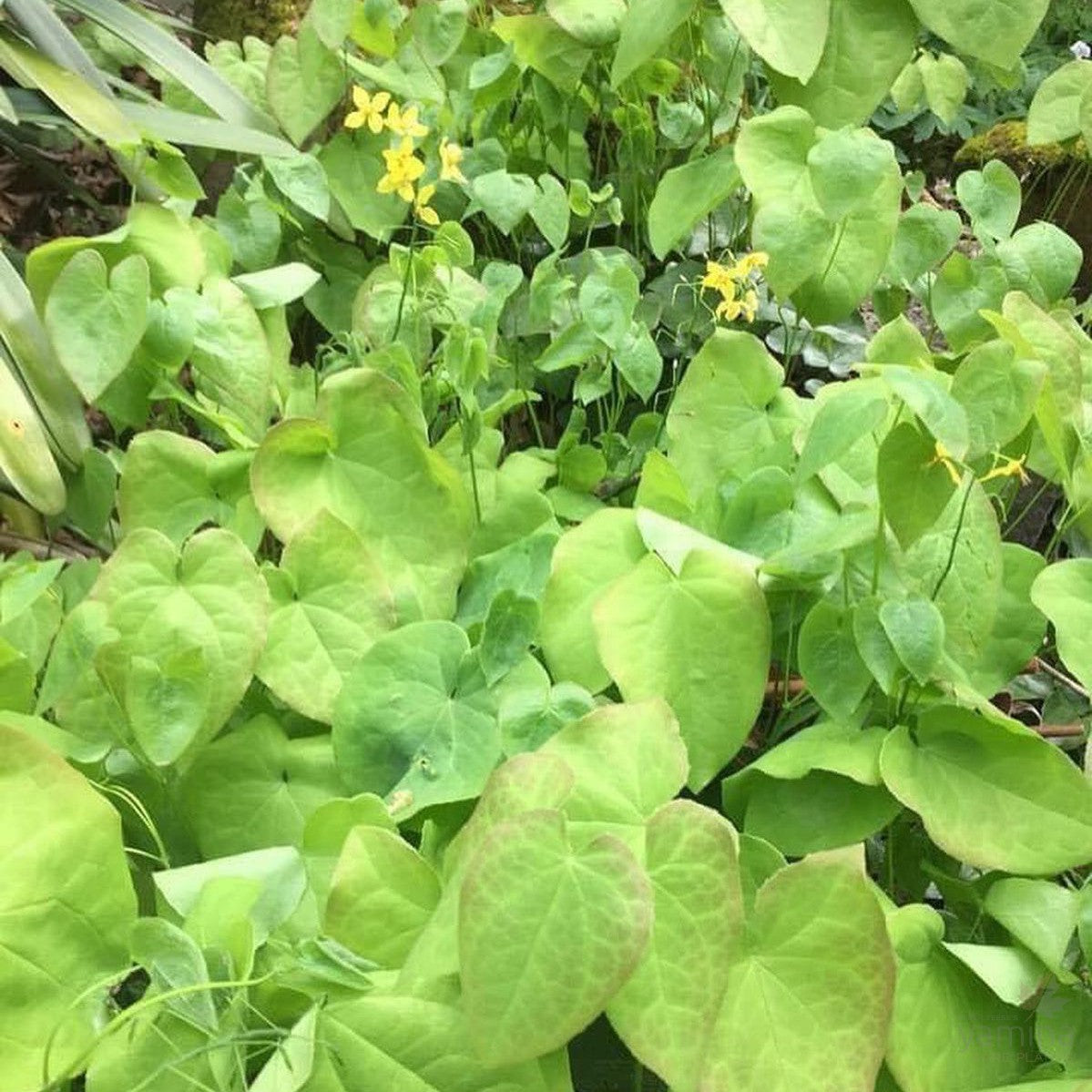 Epimedium Frohnleiten 1