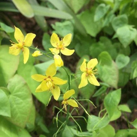 Epimedium Frohnleiten 2