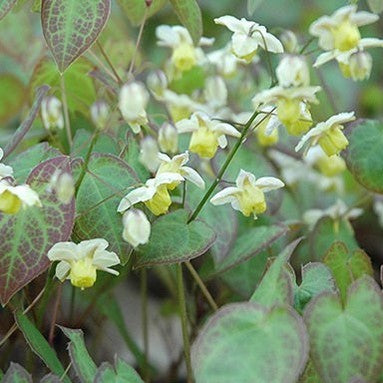 Epimedium Sulphureum Neosulphureum 1