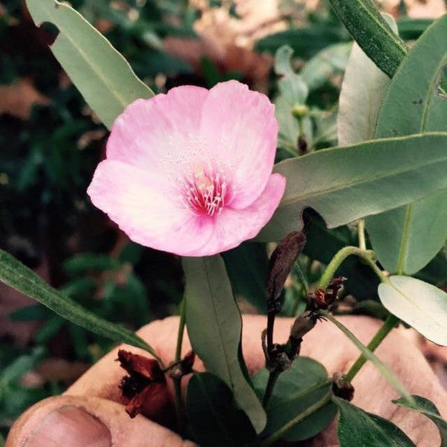Eucryphia lucida Ballerina 1