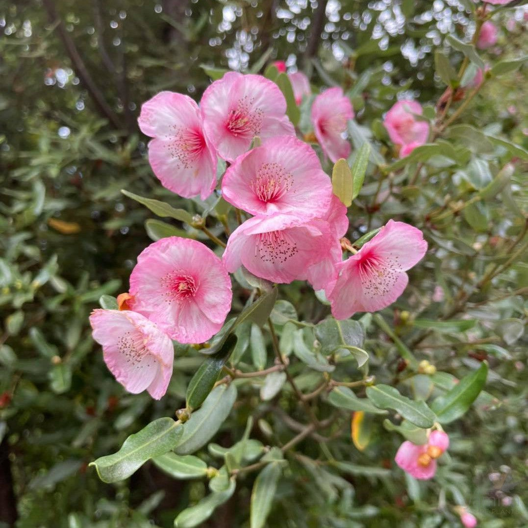 Eucryphia lucida Ballerina 2