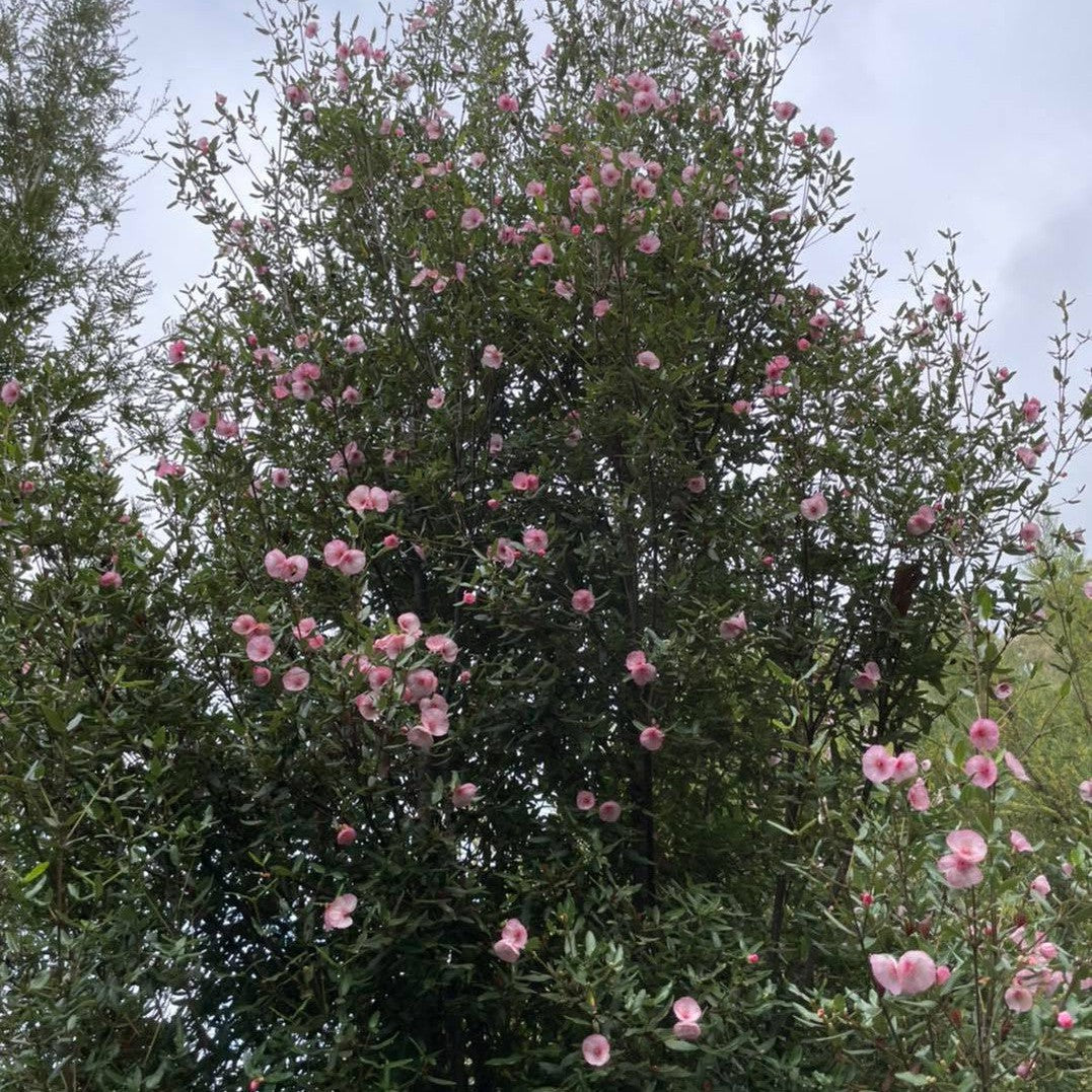 Eucryphia lucida Ballerina 4