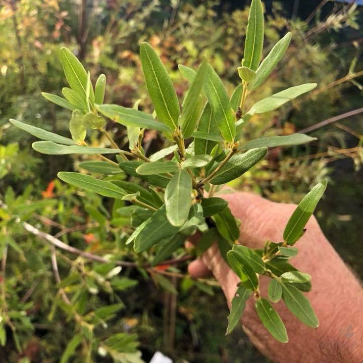 Eucryphia lucida Gillanders Rose 1