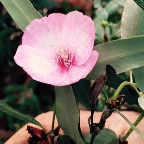 Eucryphia lucida Gillanders Rose 2