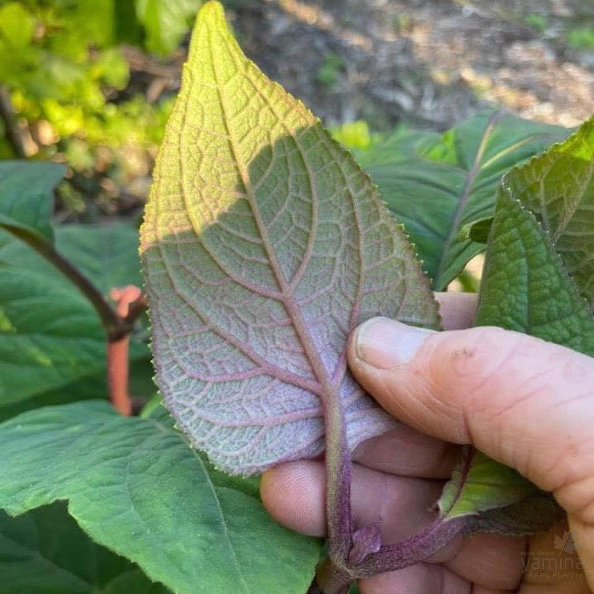 Eupatorium sordidum (Bartlettina sordida) 3