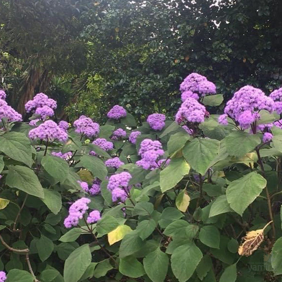 Eupatorium sordidum (Bartlettina sordida) 4