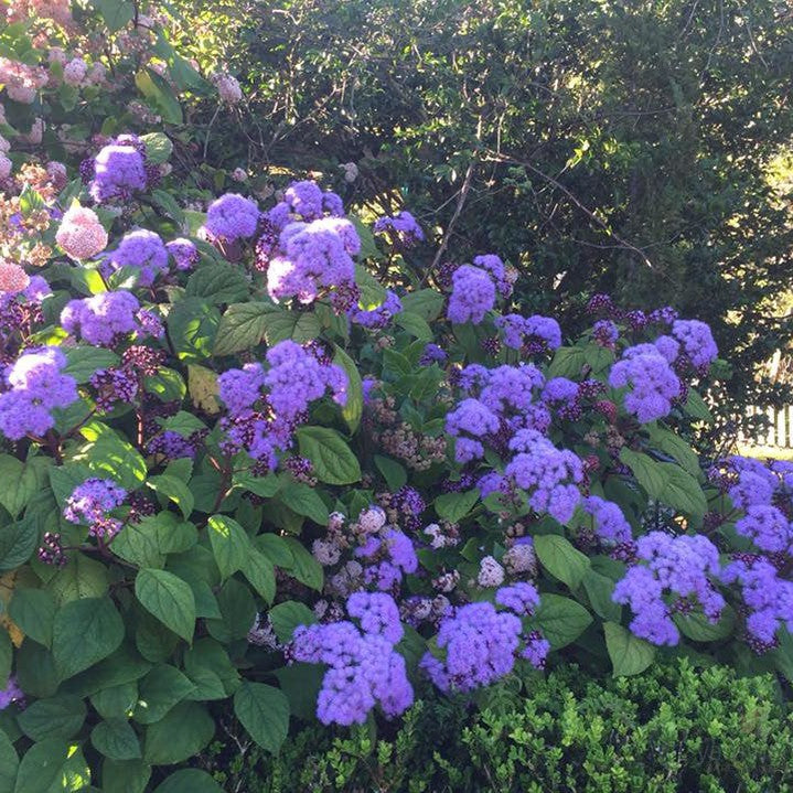 Eupatorium sordidum (Bartlettina sordida) 5
