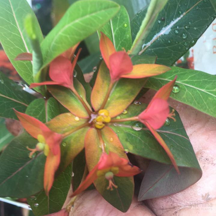 Euphorbia griffithi Fireglow 1