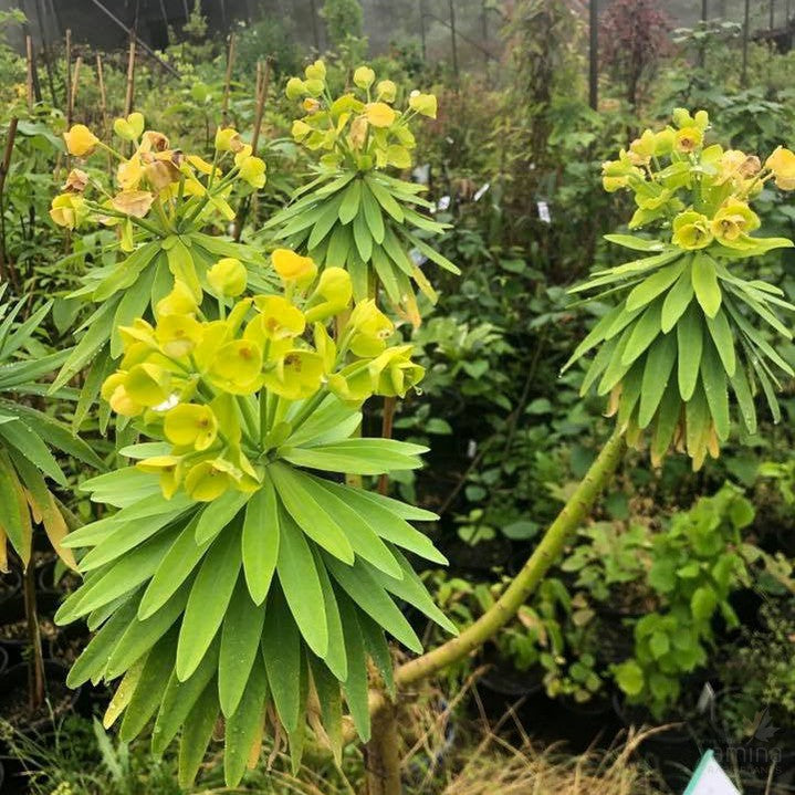 Euphorbia lambii 4