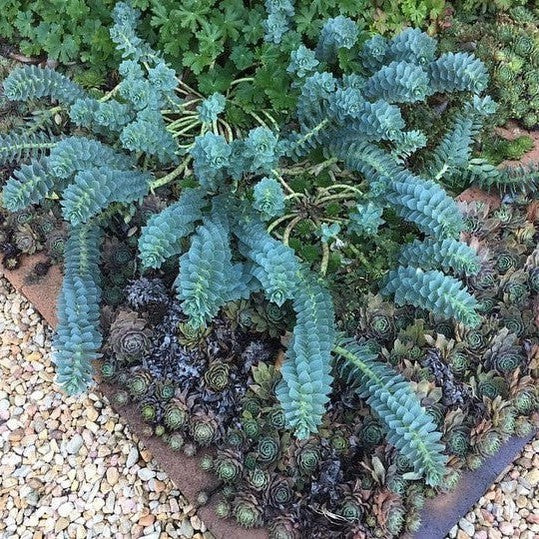 Euphorbia myrsinites 1