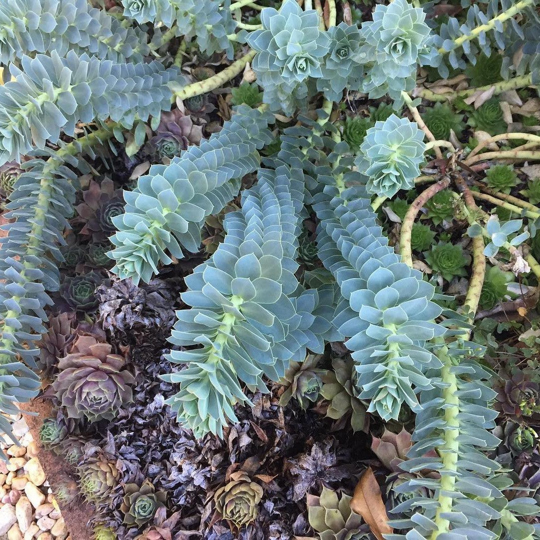 Euphorbia myrsinites 2