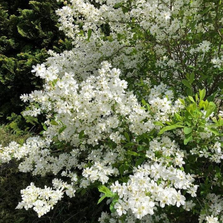 Exochorda racemosa 3