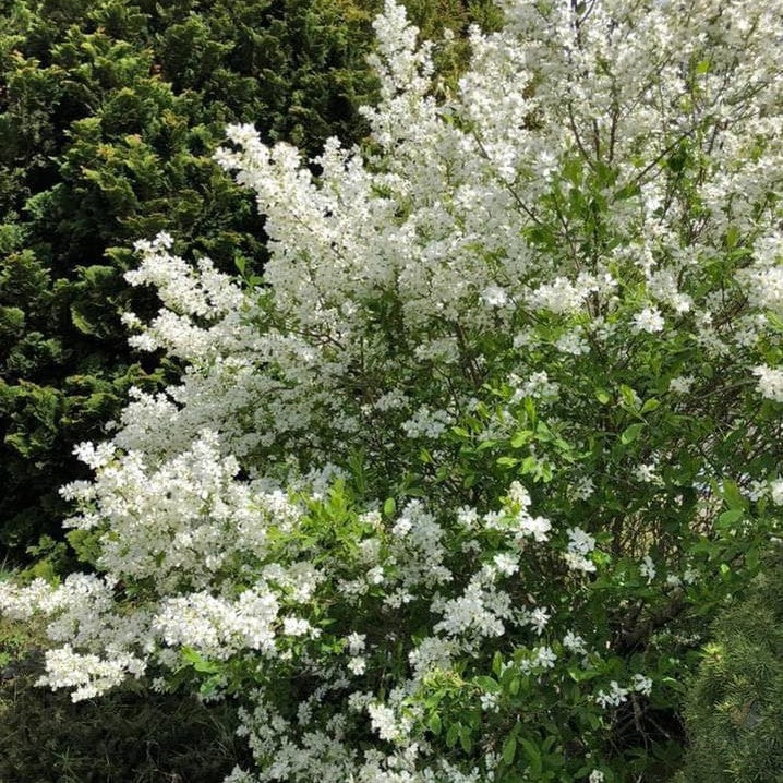 Exochorda racemosa 5