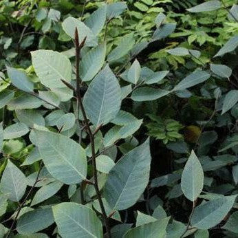 Fagus longipetiolata