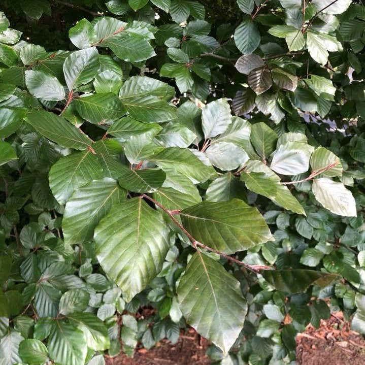 Fagus sylvatica Atropurpurea 3