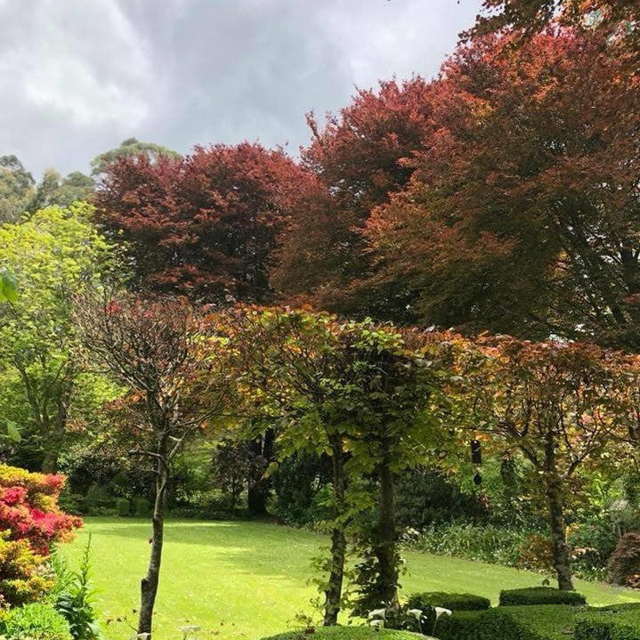 Fagus sylvatica Atropurpurea 6