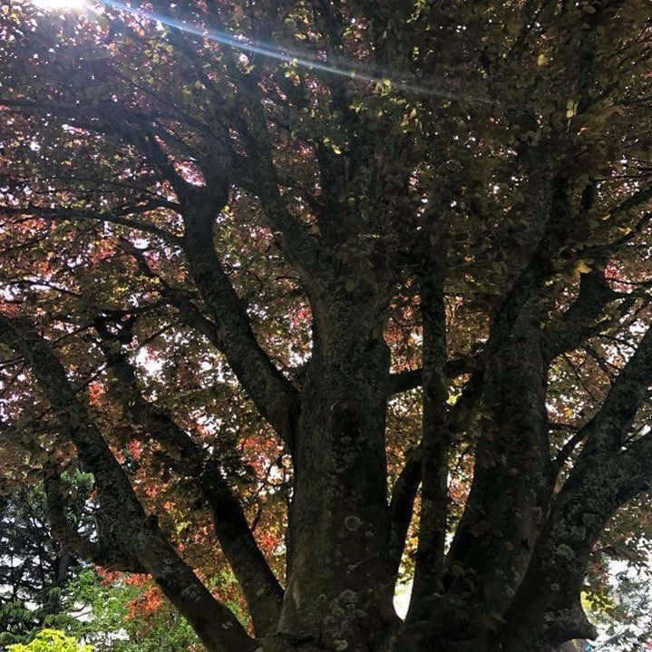 Fagus sylvatica Atropurpurea 7
