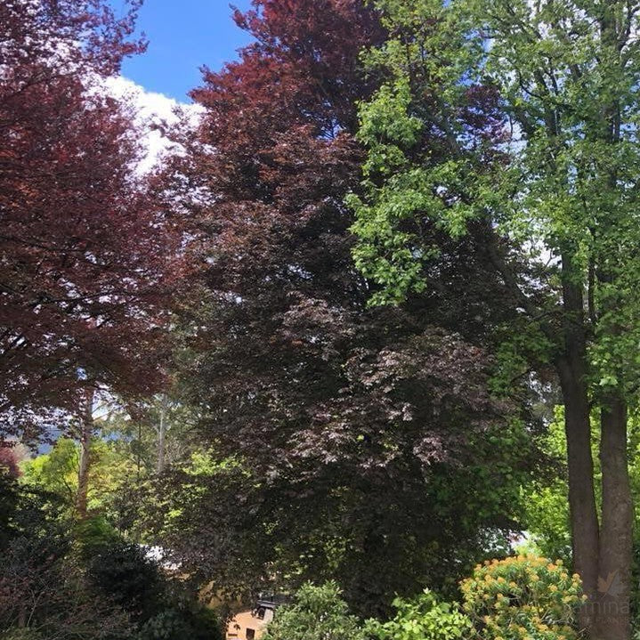 Fagus sylvatica Atropurpurea 8