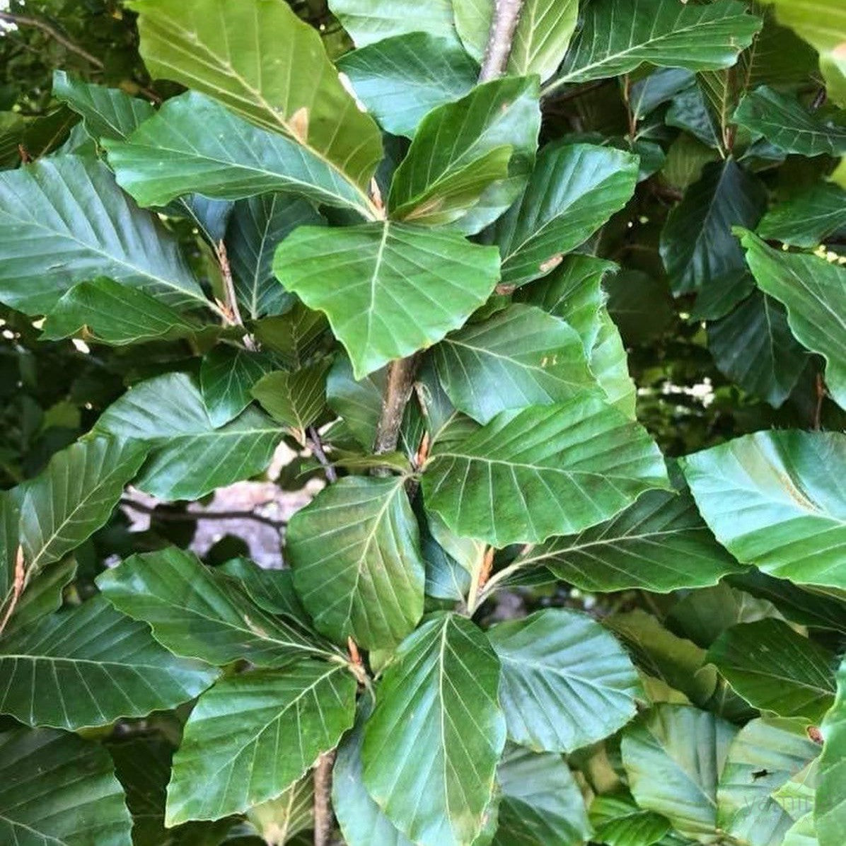 Fagus sylvatica Dawyck 3