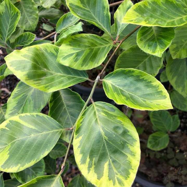 Fagus sylvatica Luteovariegata 3