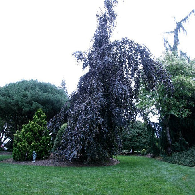 Fagus sylvatica Purple Fountain