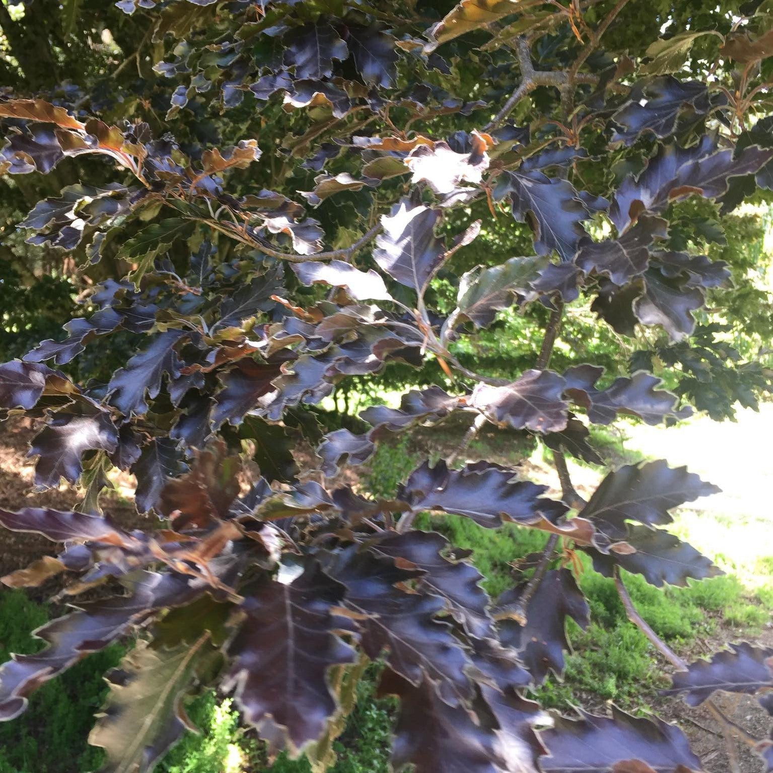 Fagus sylvatica Rohanii