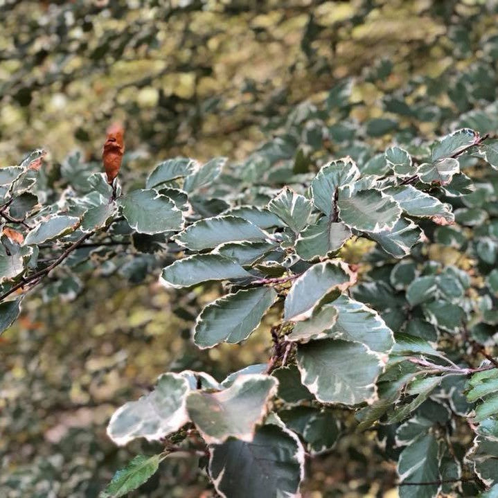 Fagus sylvatica Roseomarginata
