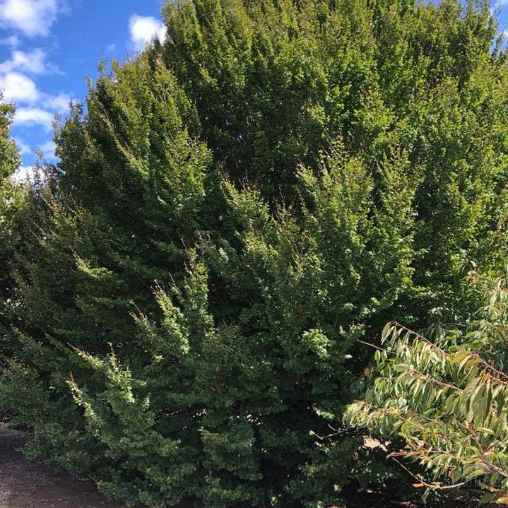 Fagus sylvatica Rotundifolia 3