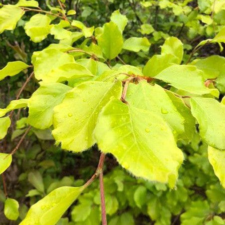 Fagus sylvatica Zlatia