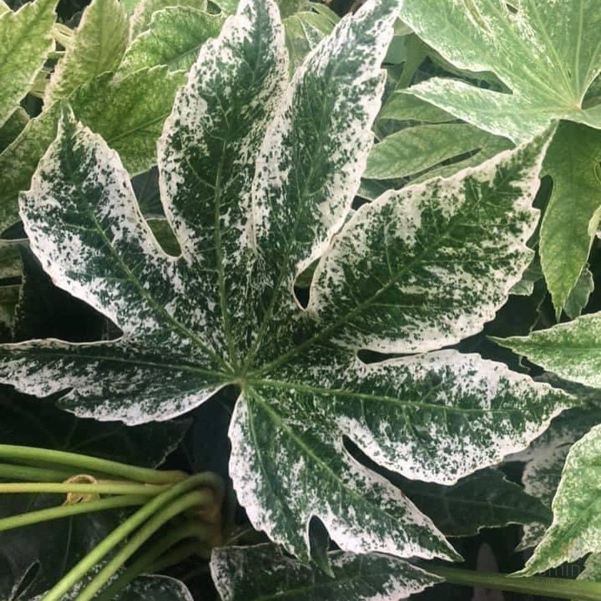 Fatsia japonica Spider Web