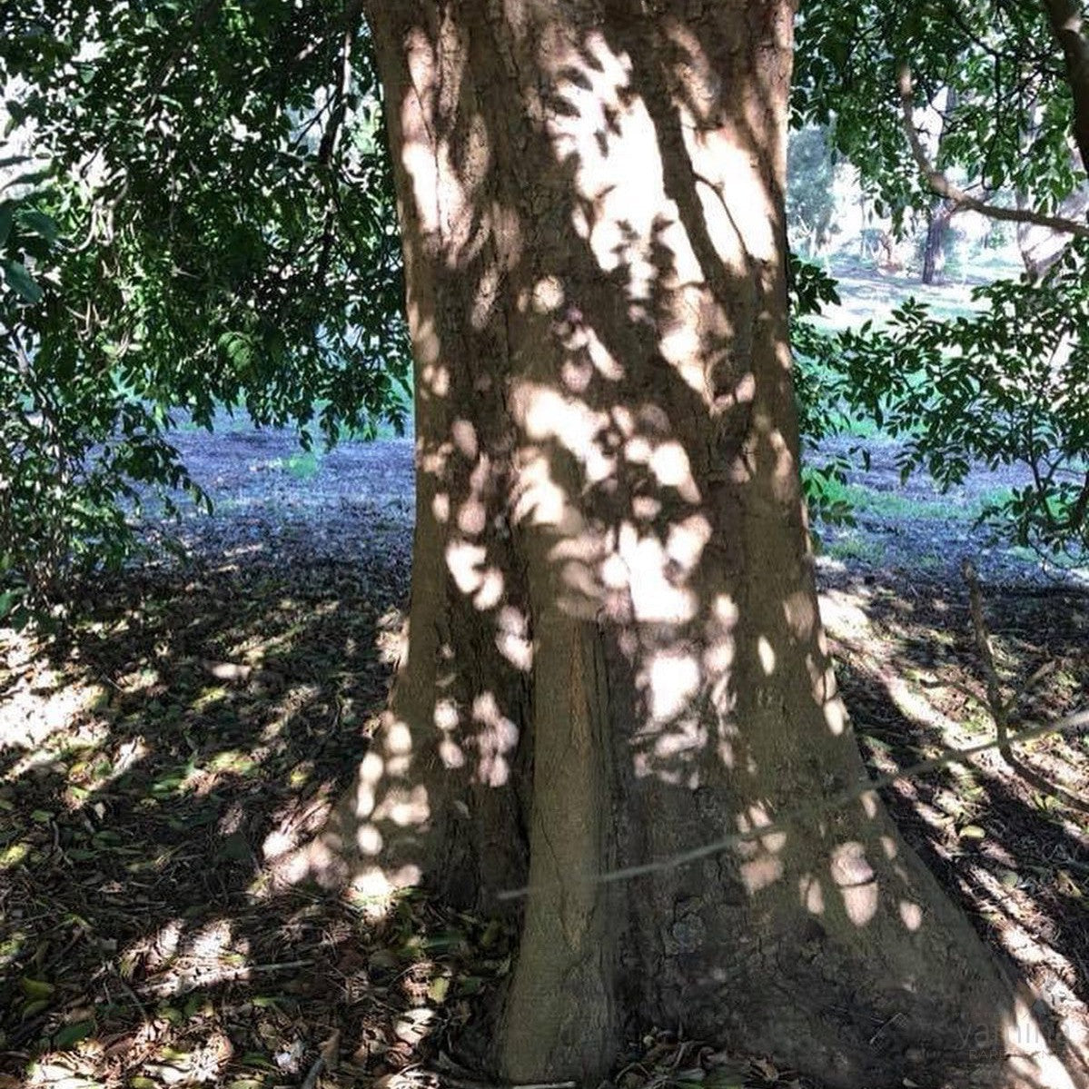 Flindersia australis 1