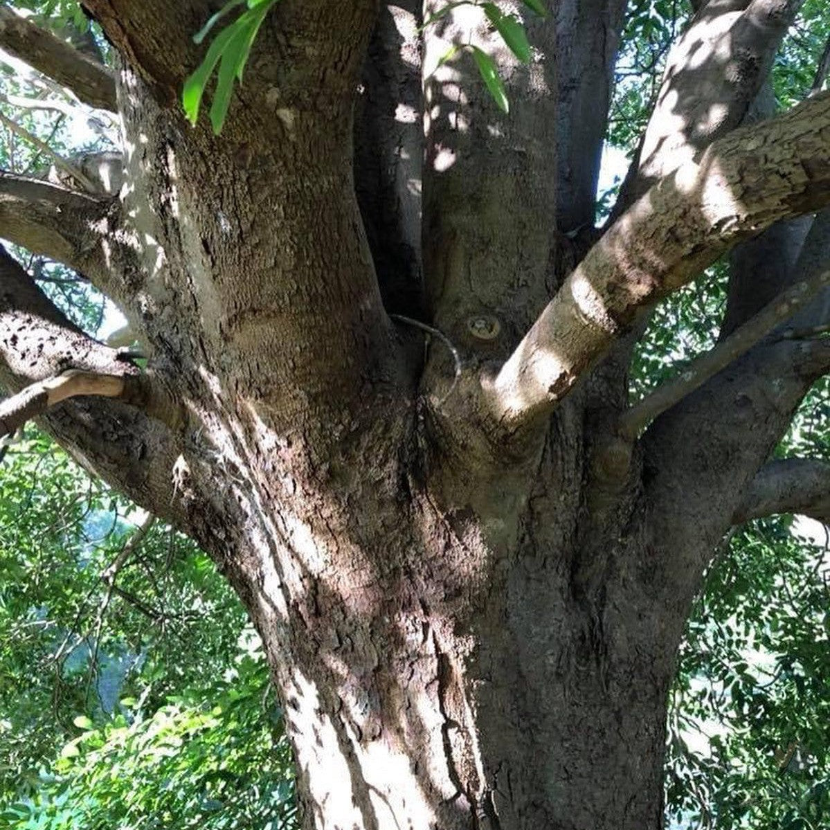 Flindersia australis 2