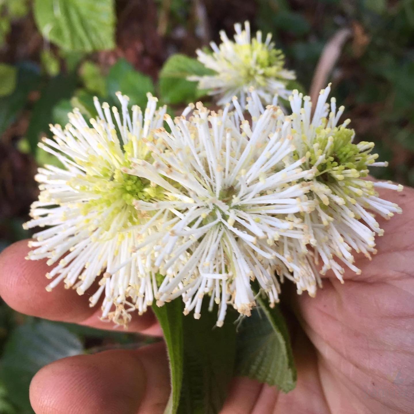 Fothergilla major 1