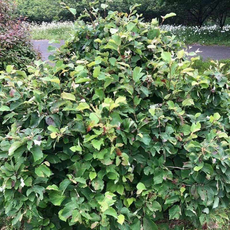 Fothergilla major 2