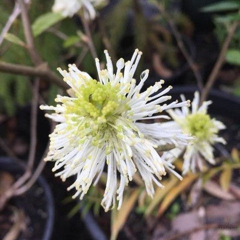 Fothergilla major Mount Airy 1