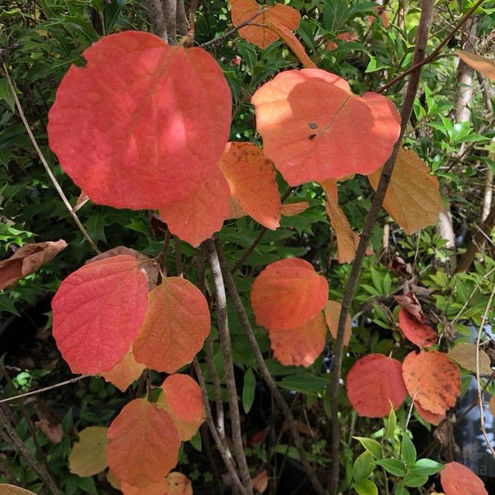 Fothergilla major Mount Airy 2