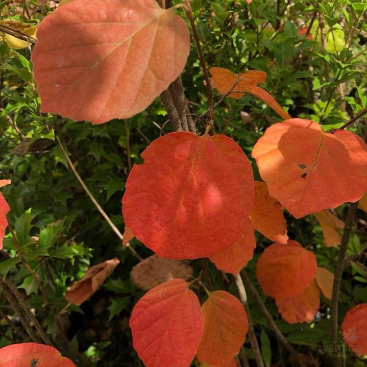 Fothergilla major Mount Airy 3
