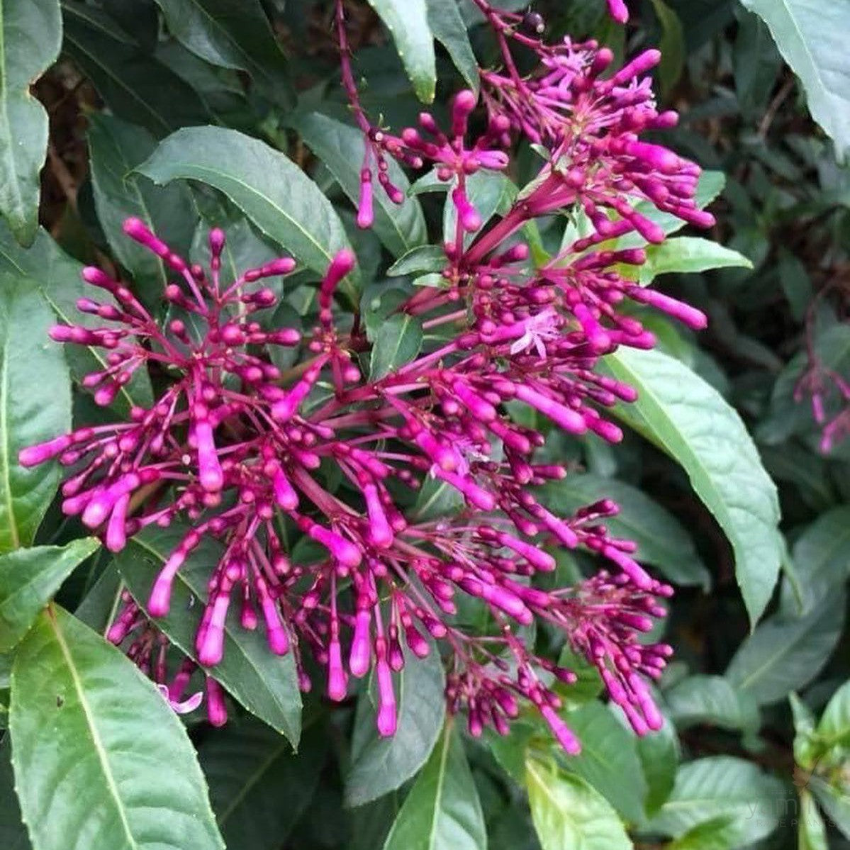 Fuchsia arborescens 3